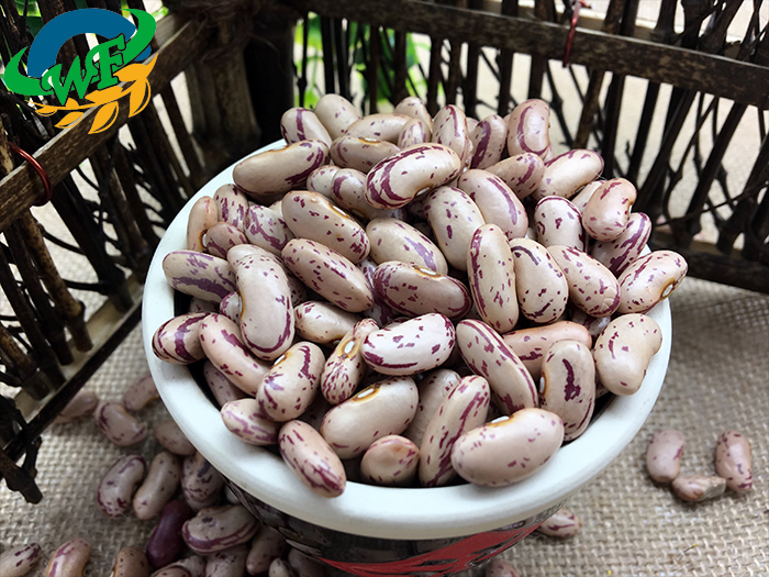 LIGHT SPECKLED KIDNEY BEANS (XINJIANG TYPE )