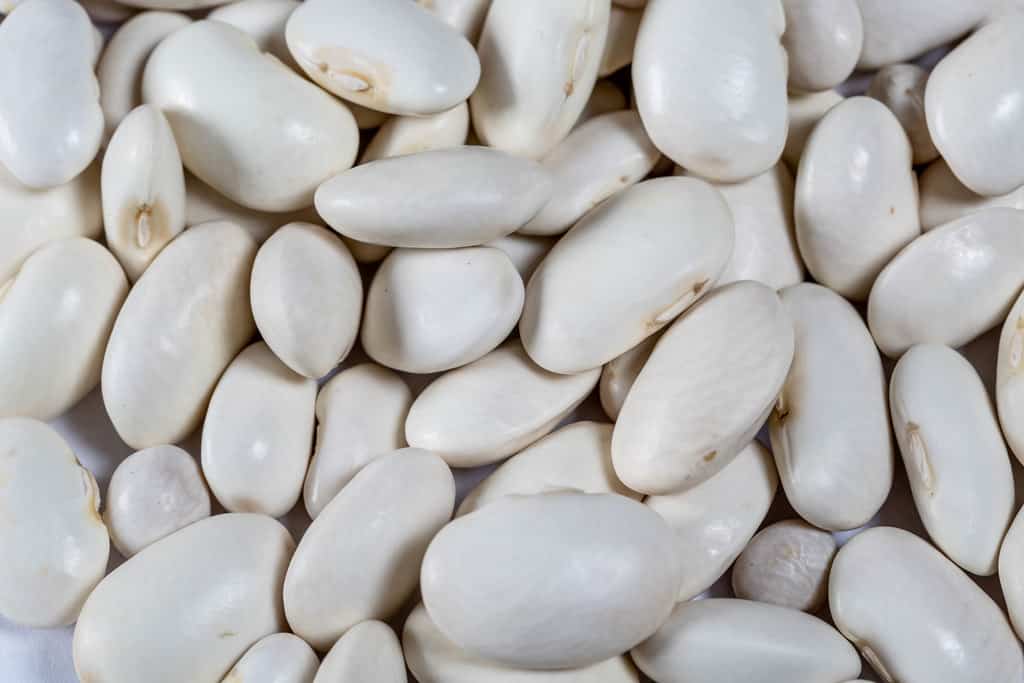 Big sized white kidney bean big