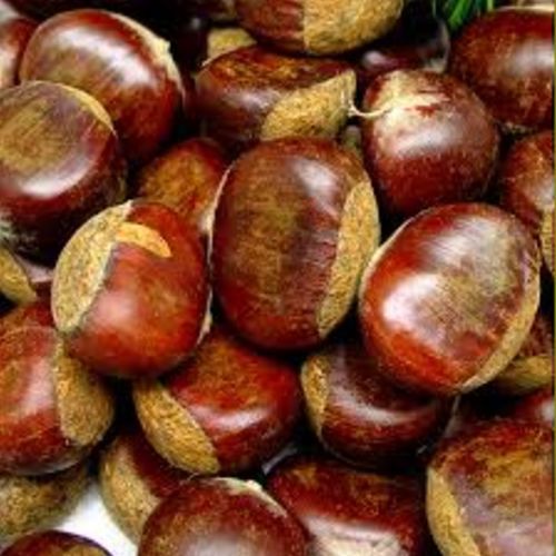 Quality premium Fresh Chestnuts